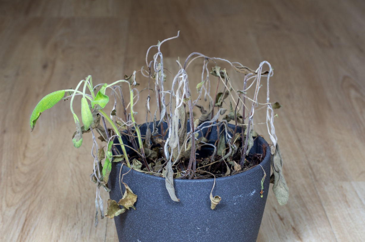 Eine eingegangene Zimmerpflanze. Mit dem Tannenzapfen-Trick kannst du Zimmerpflanzen in Zukunft richtig pflegen.