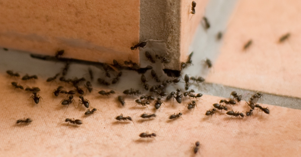 Zimt gegen Ameisen: Mit dieser Methode wirst du sie endlich los