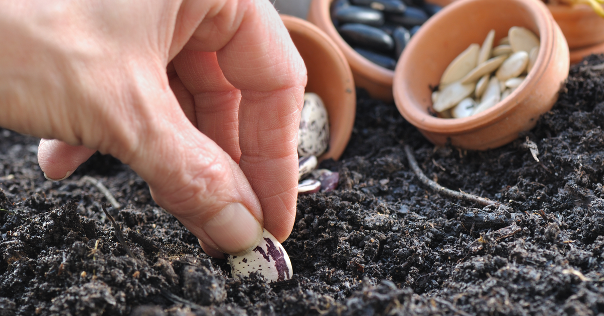 Eine Hand pflanzt ein Samenkorn in die Erde.