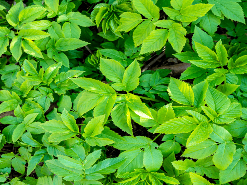 Giersch sinnvoll im Garten einsetzen