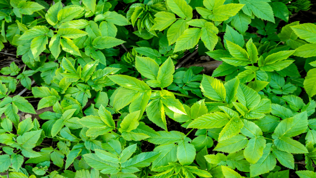 Giersch: So rettet das Unkraut deine Gartenpflanzen