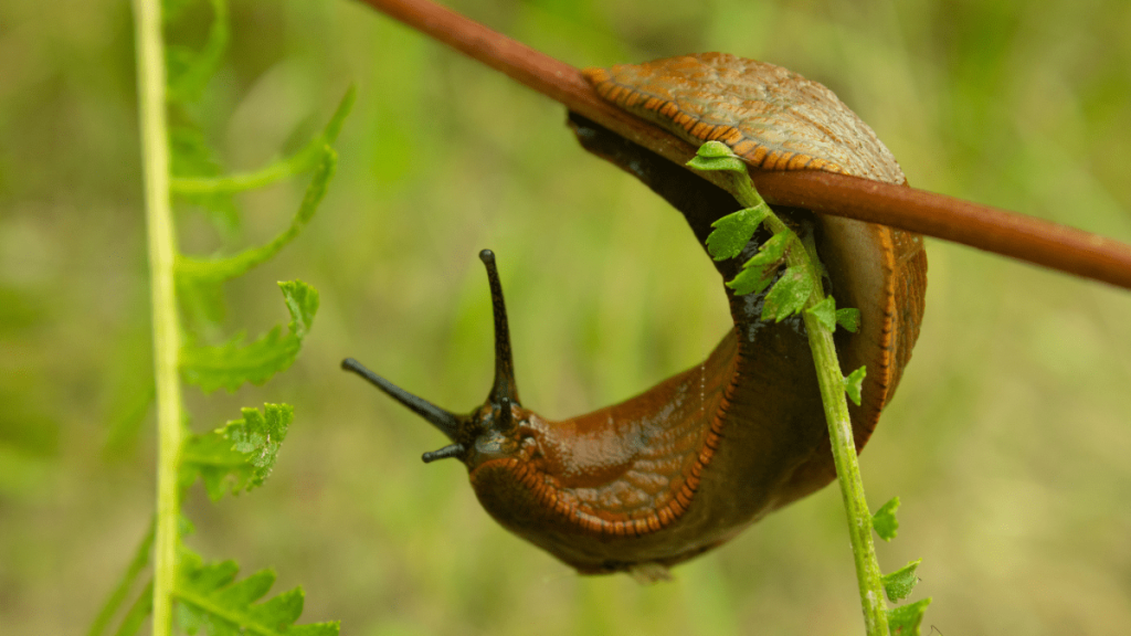 Eine Schnecke hängt an einer grünen Pflanze.