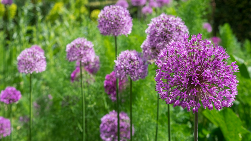 Garten: Diese 10 Pflanzen lieben trockene Böden