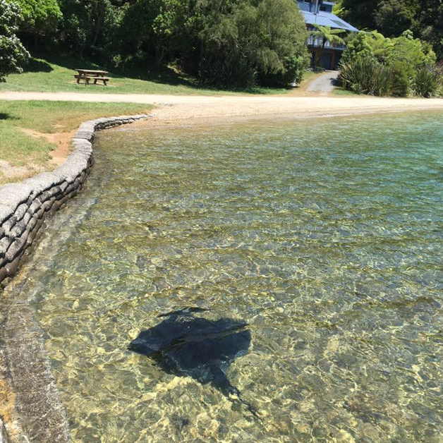 Undefinierbares Tier im Wasser