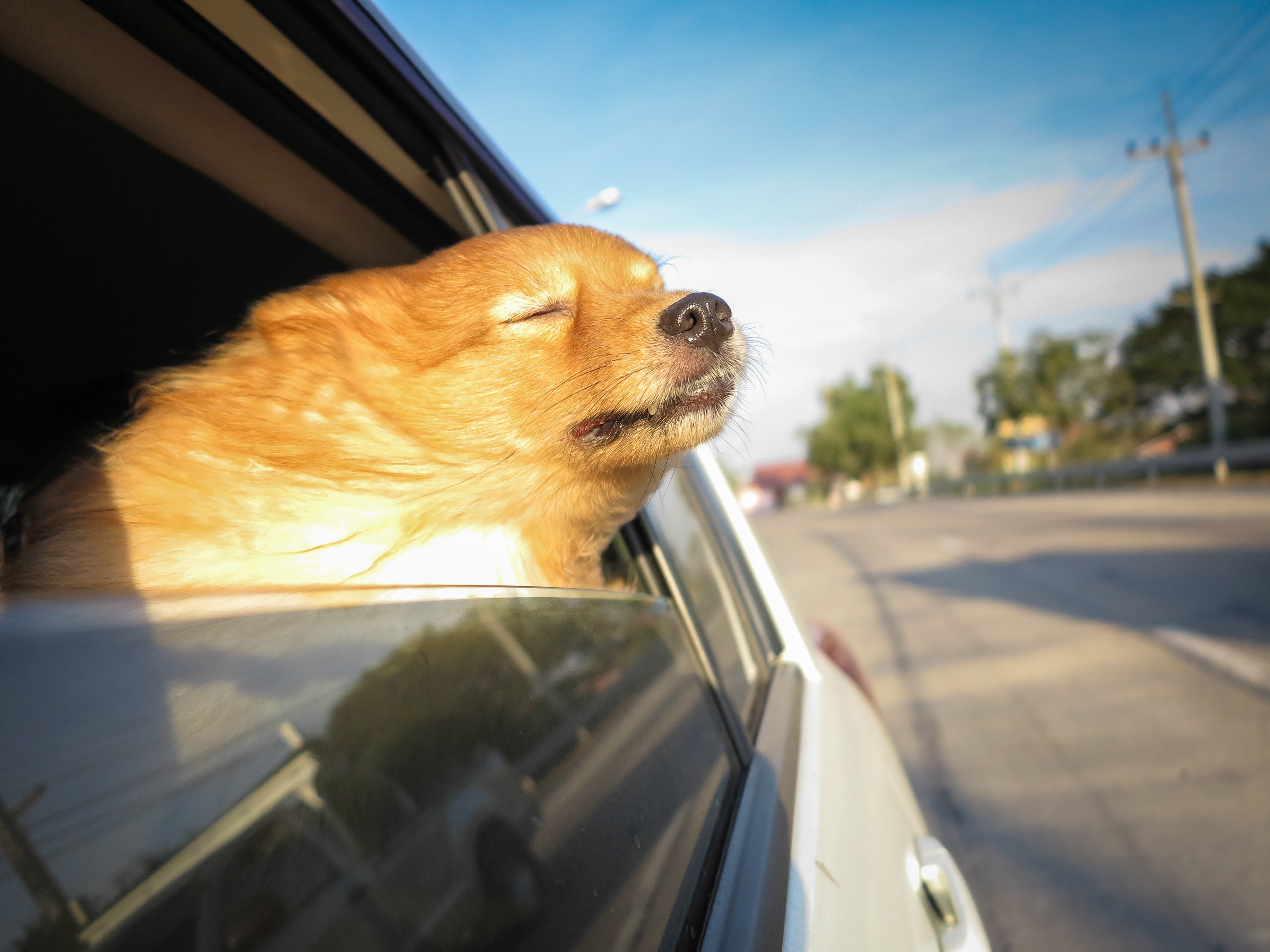 Hund streckt Kopf aus fahrenden Auto