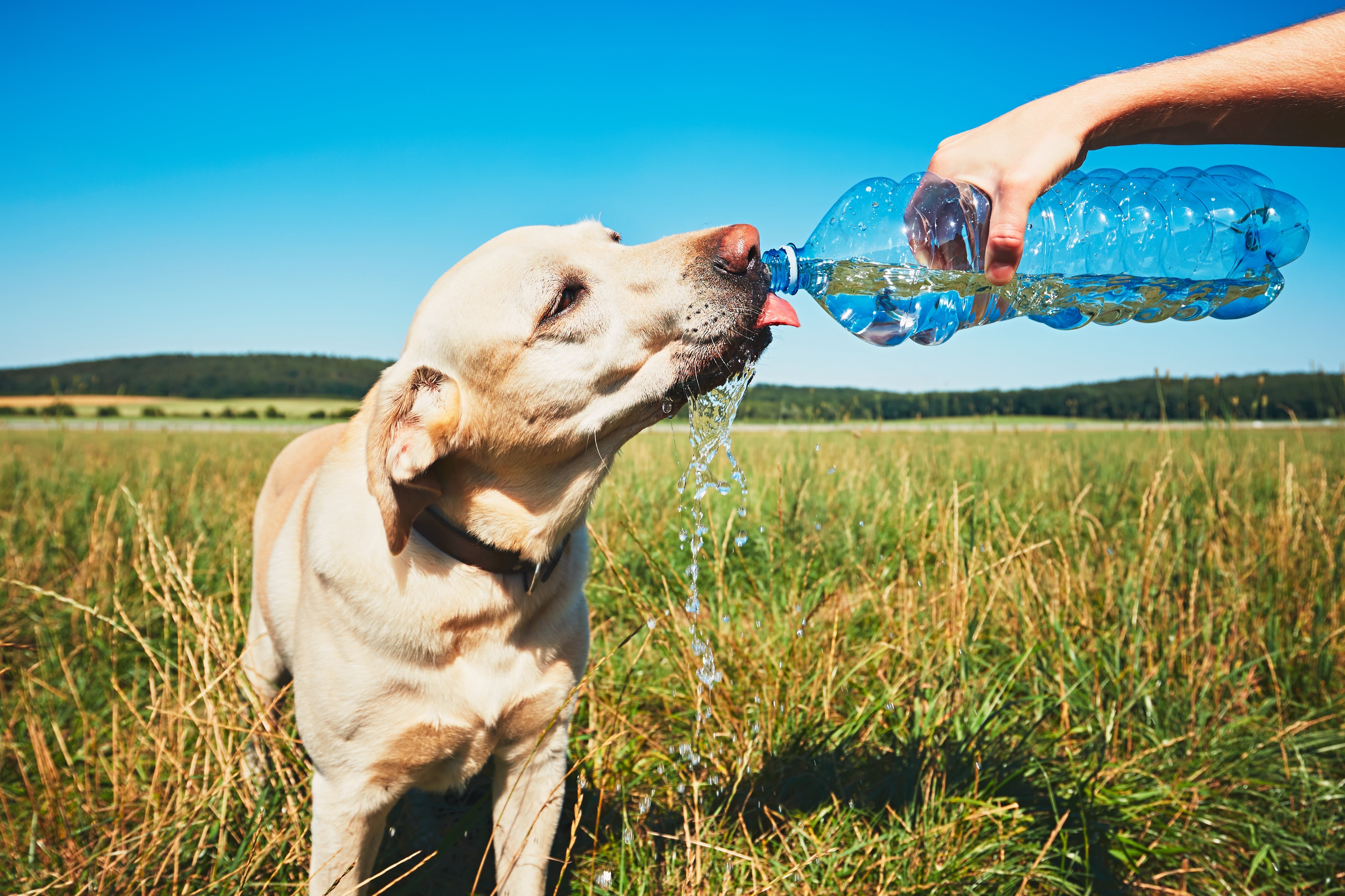 Hund bekommt Wasser aus Wasserflasche