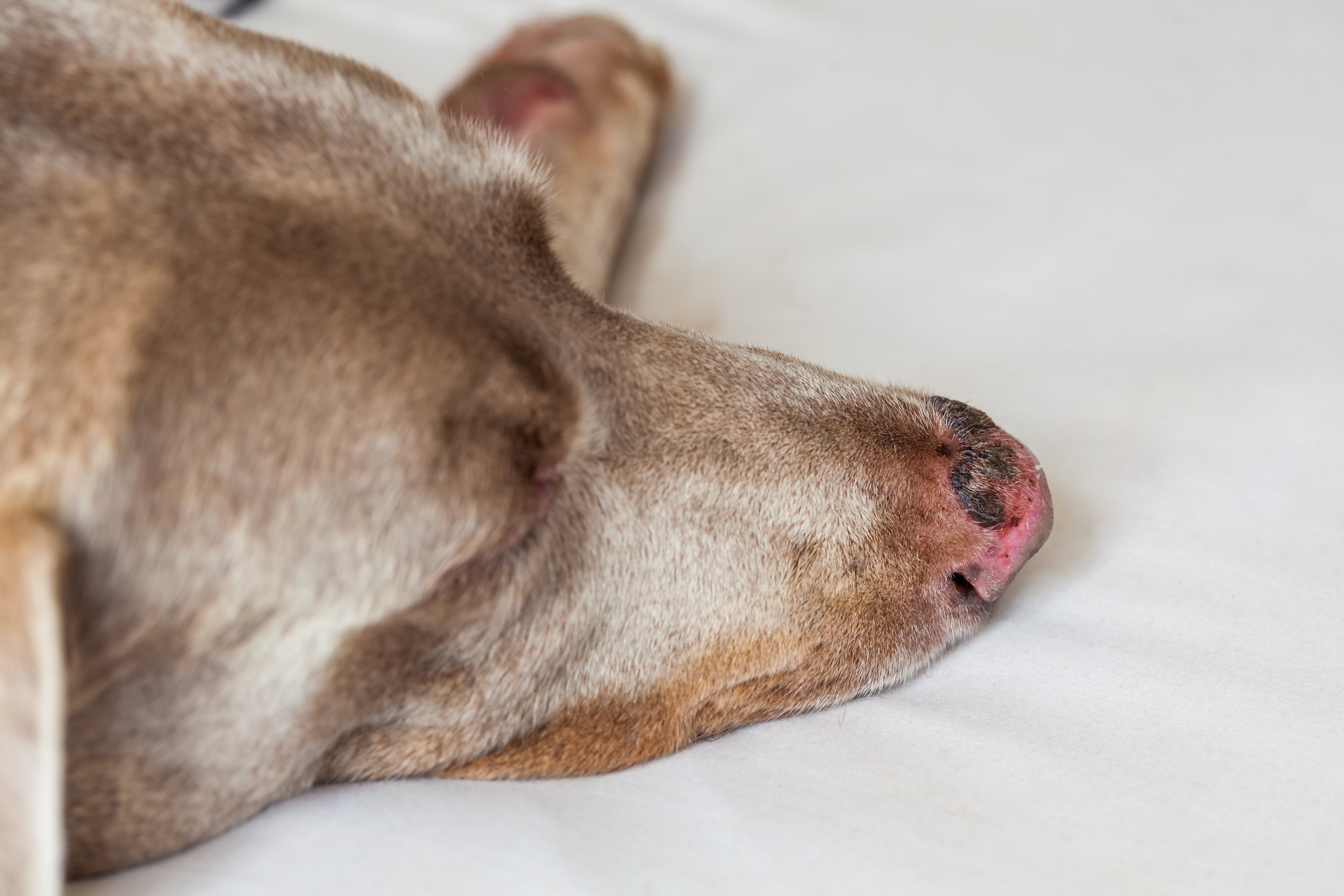 Hund hat Sonnenbrand auf der Nase