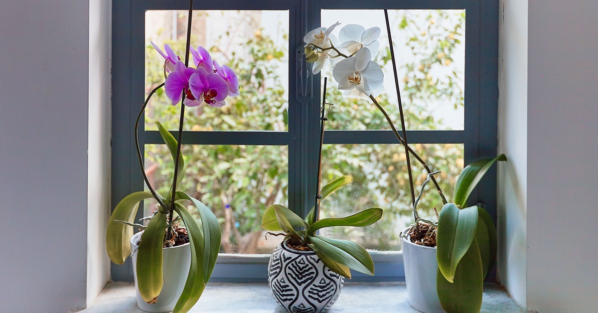 Drei Orchideen, die am Fenster stehen 