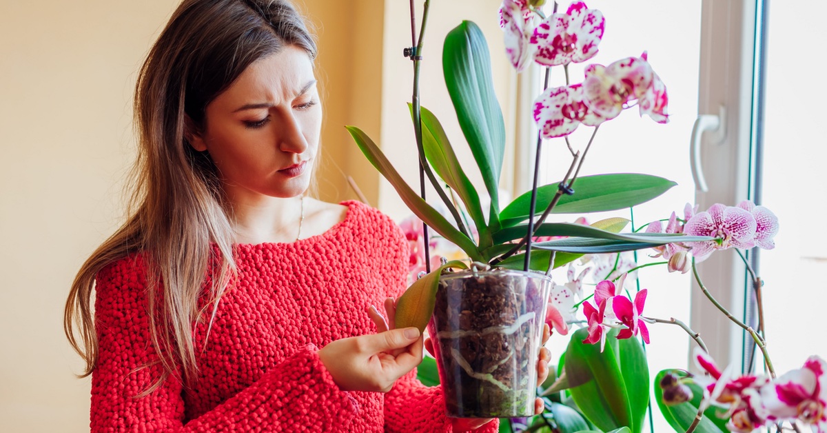 Frau mit Orchideen