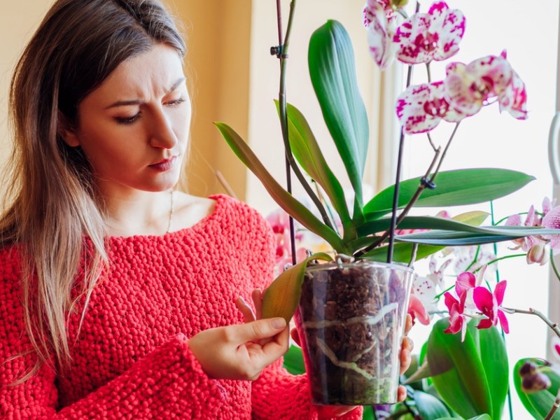 Frau schaut eine Orchidee kritisch an.