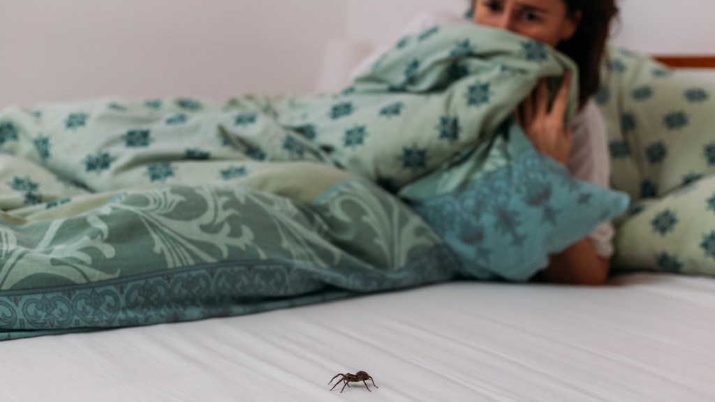 Spinne im Bett einer Frau.