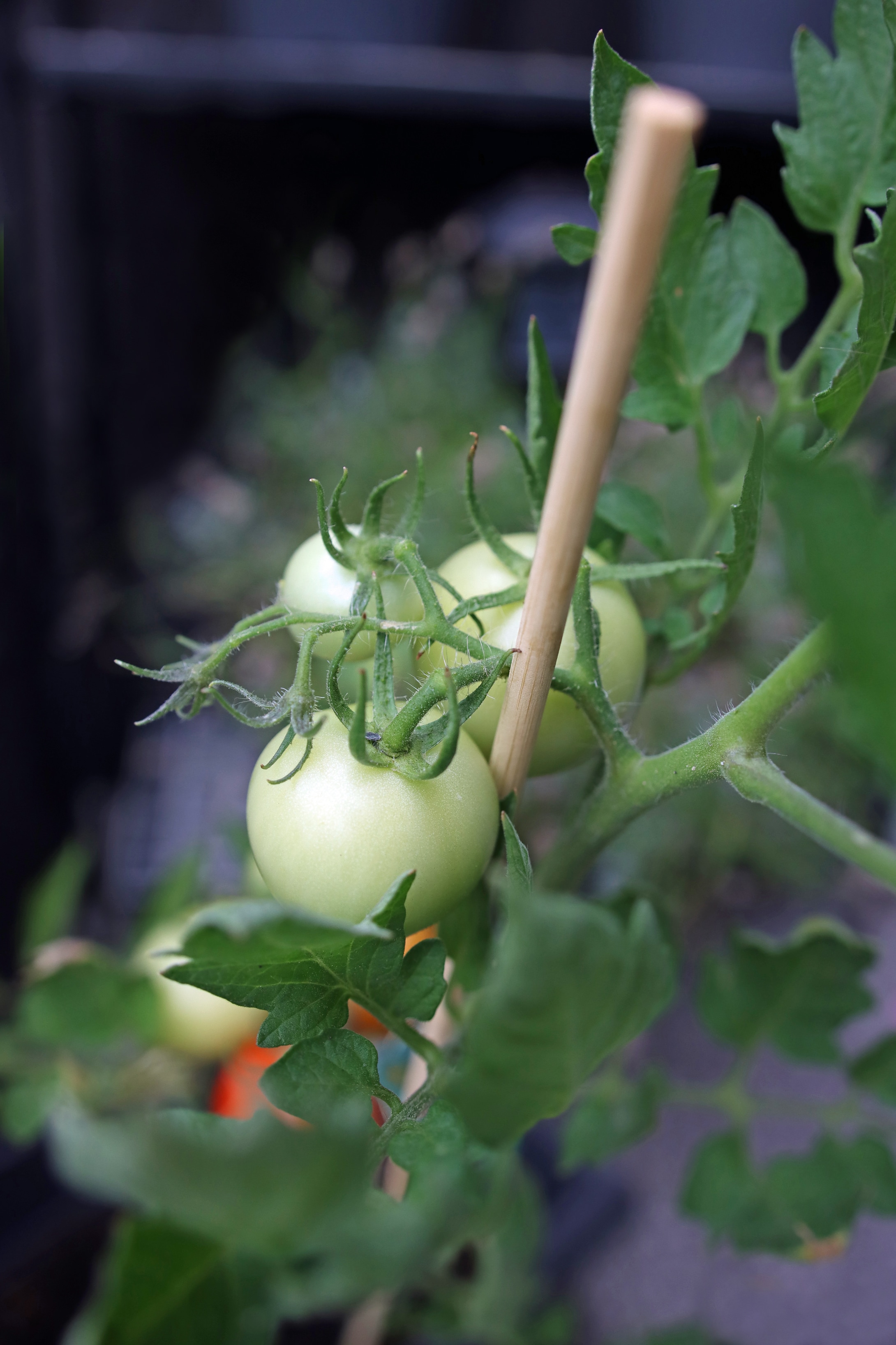 Eine abgeknickte Tomatenpflanze kannst du mit einem Stock abstÃ¼tzen.