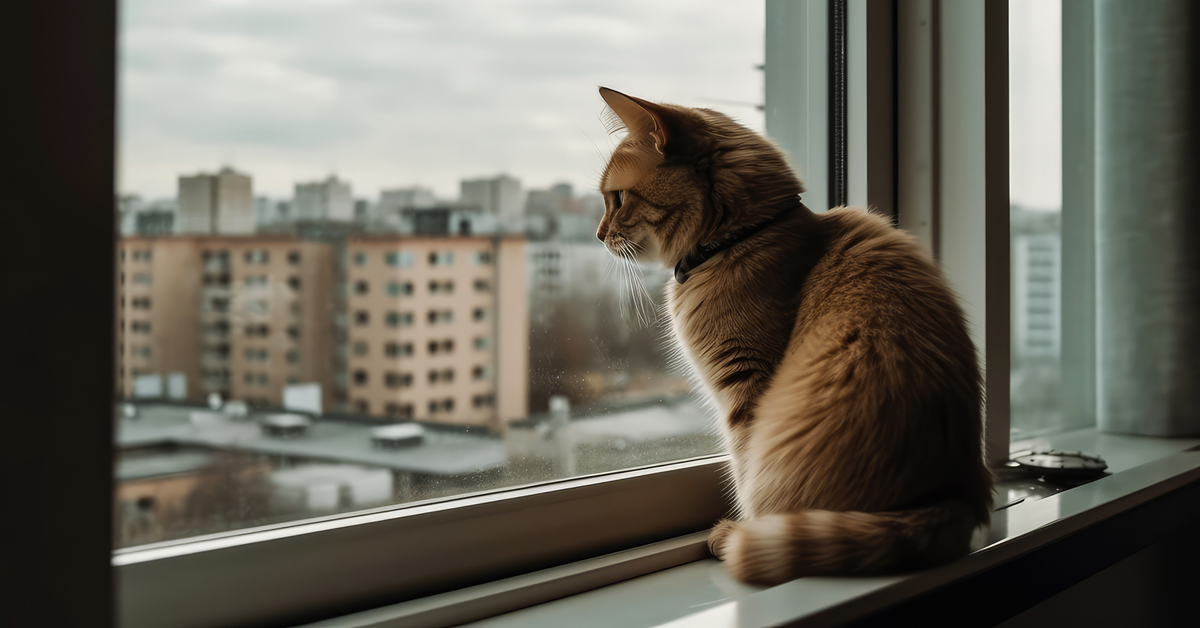 So lange dürfen Katzen allein in der Wohnung sein