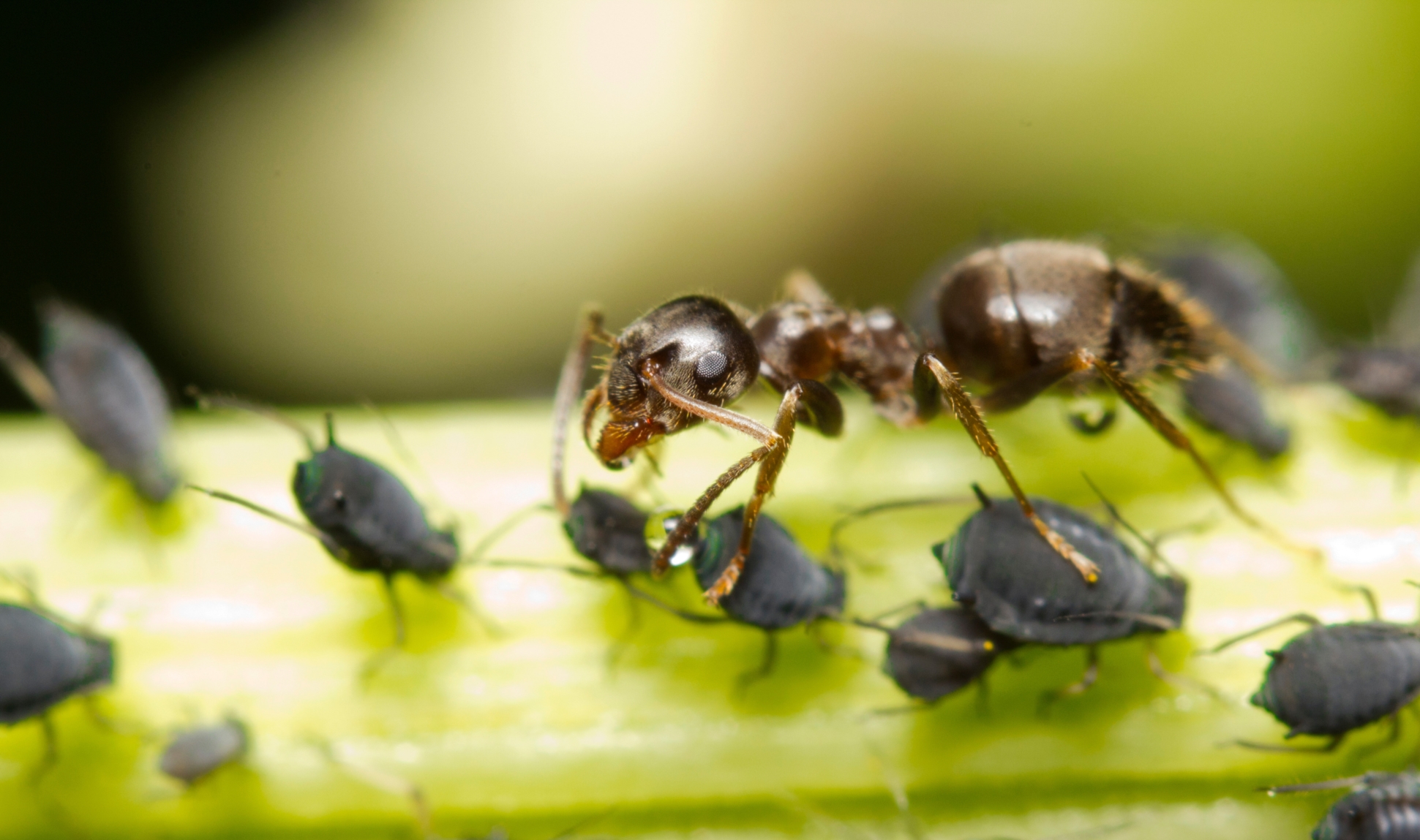 Ameisen ernÃ¤hren sich von Honigtau, welcher von BlattlÃ¤usen ausgeschieden wird. 