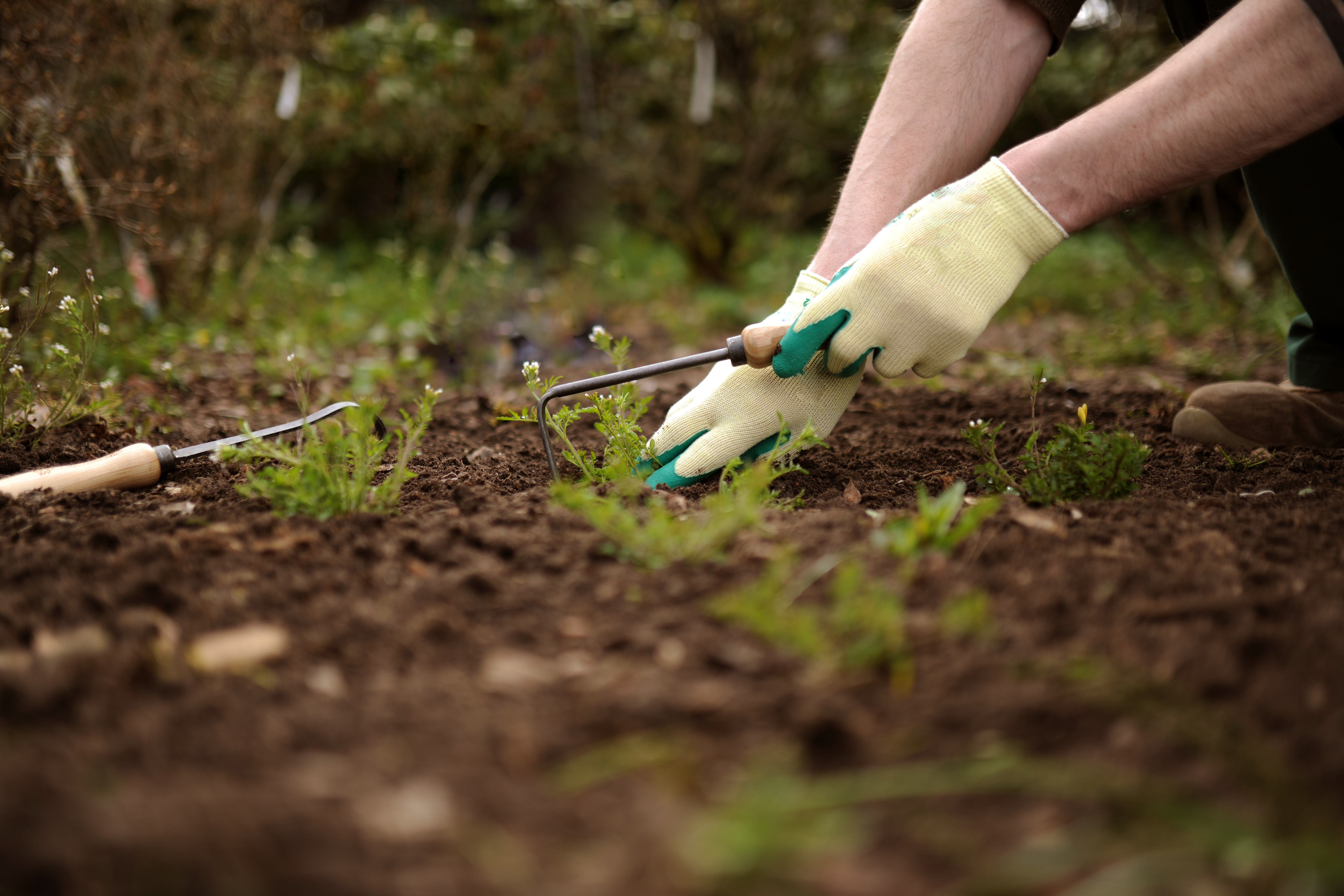 Eine Frau bepflanzt mit Handschuhen ein Beet im Garten.