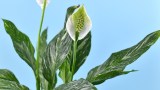 Weiße Orchidee Spathiphyllum