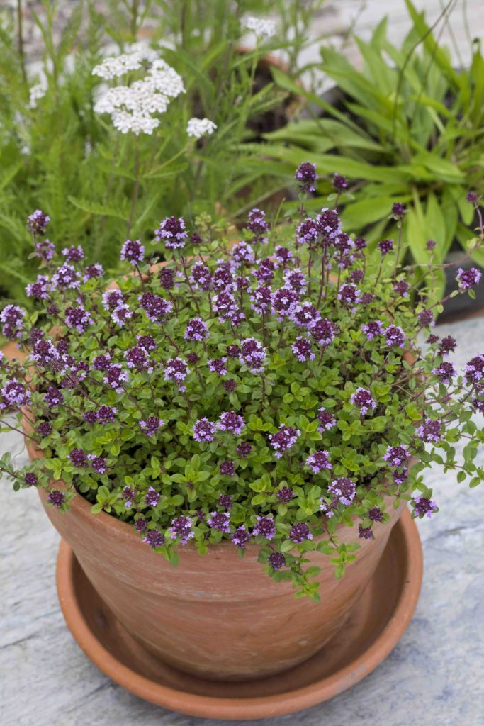 Feldthymian in einem Blumentopf und Übertopf.