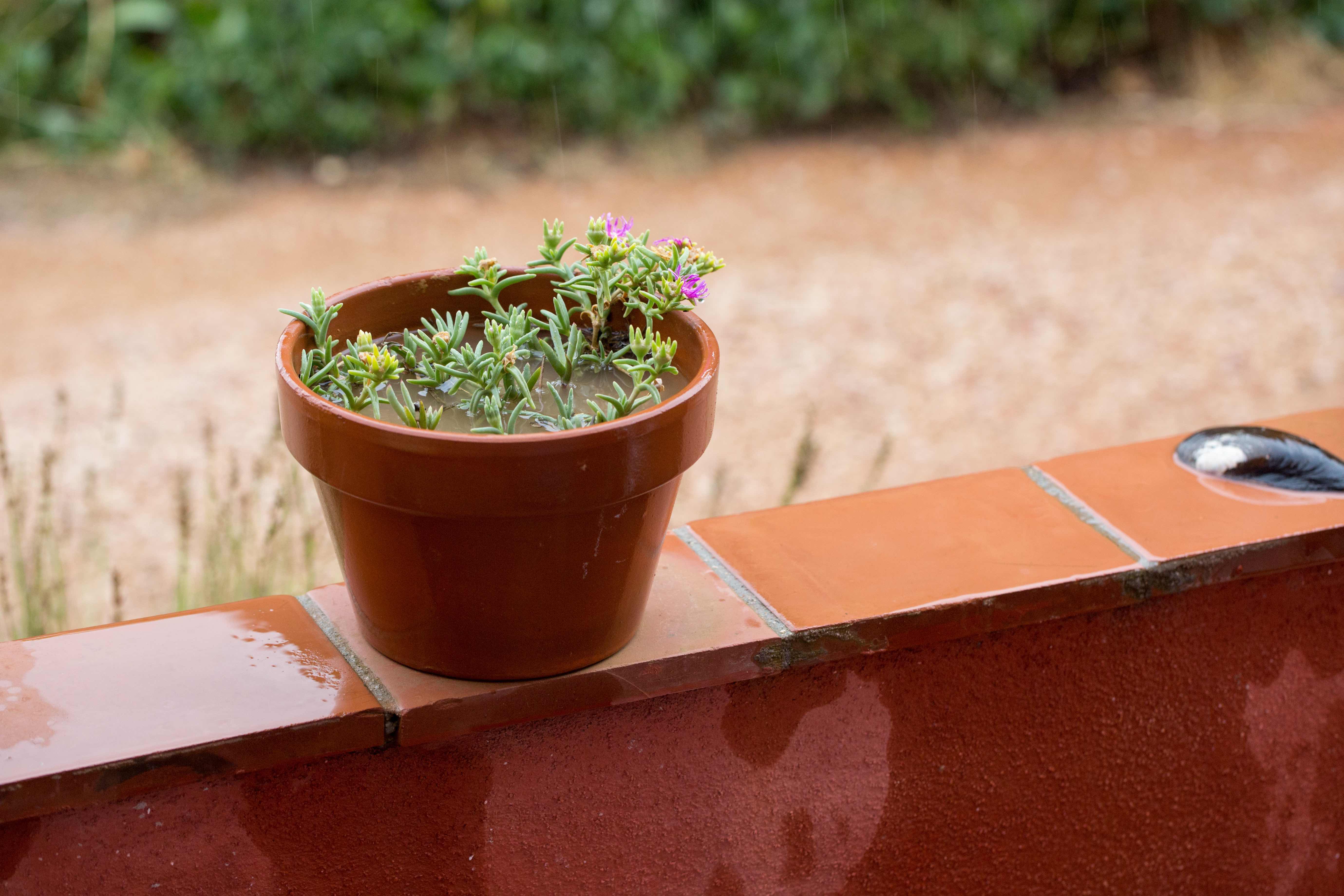Ein Blumentopf, der durch Regen mit Wasser vollgelaufen ist.