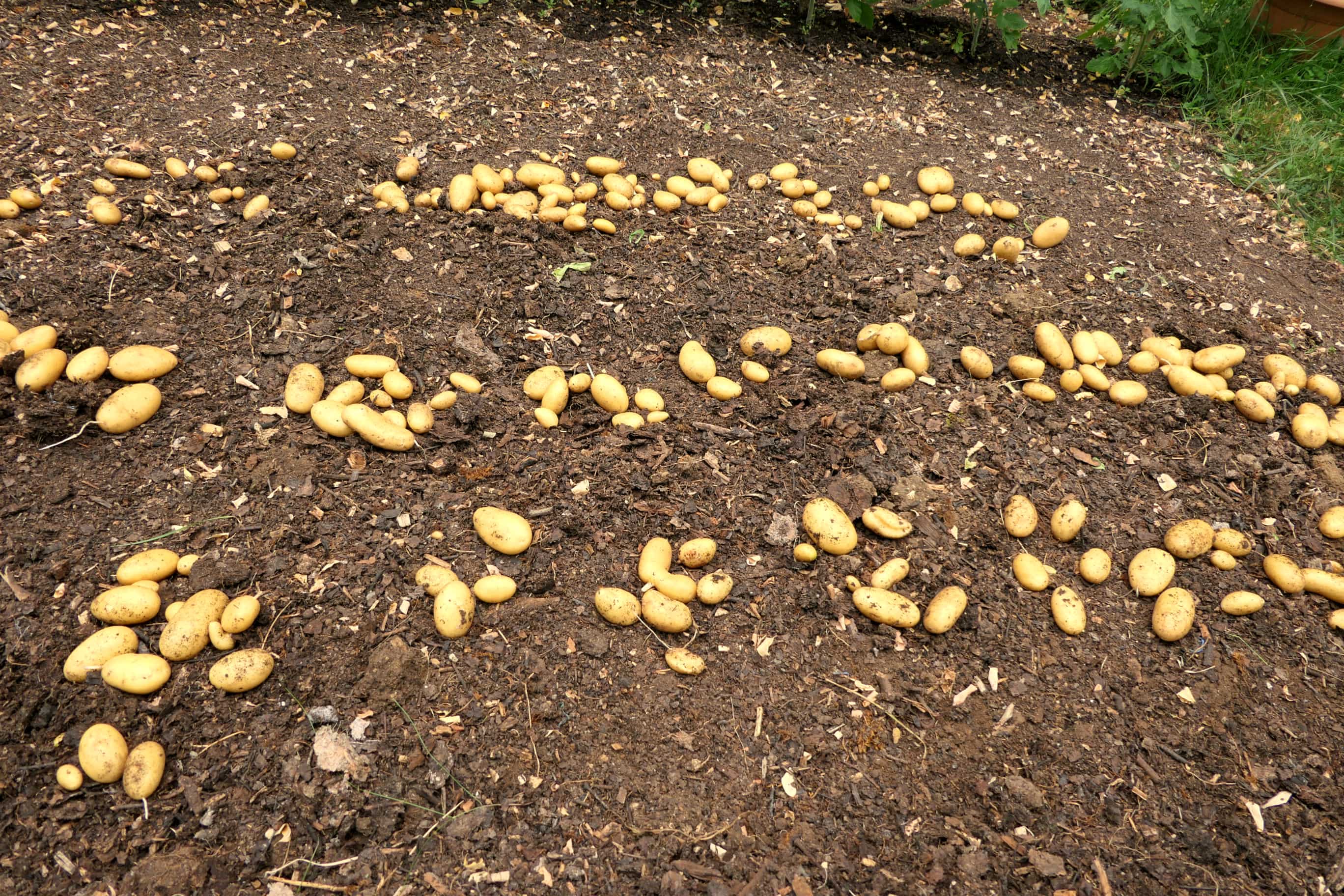 Ertragreiche Kartoffelernte in einem Beet, das nach der â€žNo Digâ€œ-Methode angelegt wurde.