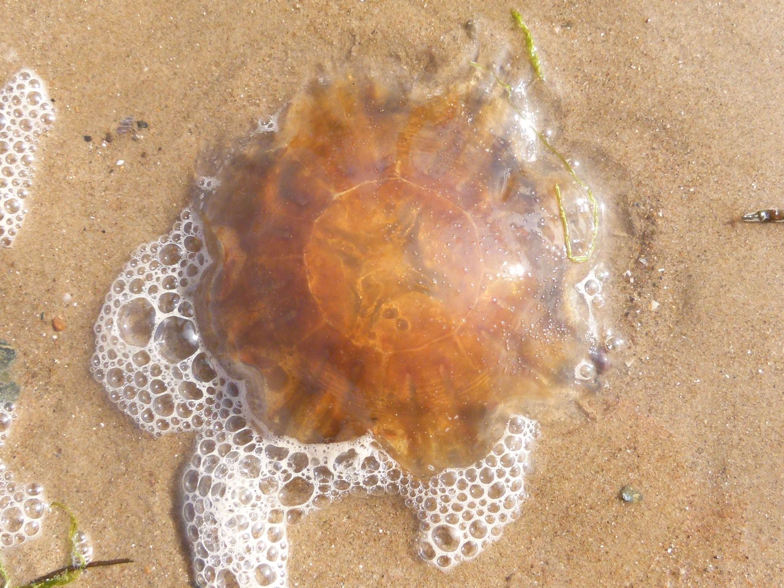 Eine Feuerqualle am Strand.