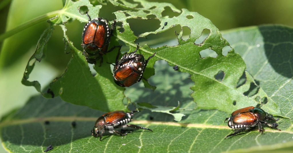 Garten: Dieser Käfer breitet sich jetzt in Europa aus