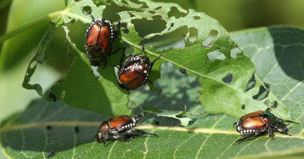 Dieser Käfer ist dabei, sich auch in Europa auszubreiten