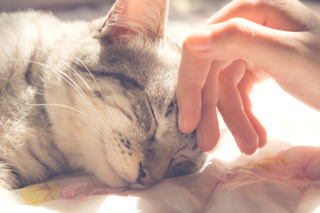 Eine Katze kuschelt sich mit geschlossenen Augen an eine Hand.