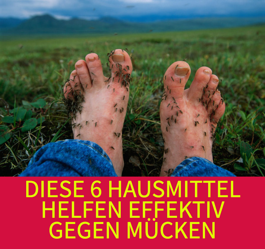 Hausmittel gegen Mücken So einfach kannst du sie vertreiben