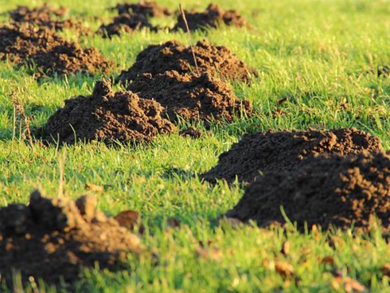 Maulwurf im Garten: Die besten Tipps und Methoden, um ihn wieder loszuwerden