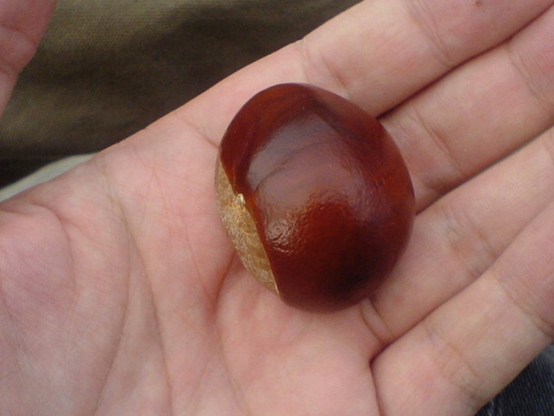 Eine Kastanie in einer Hand.