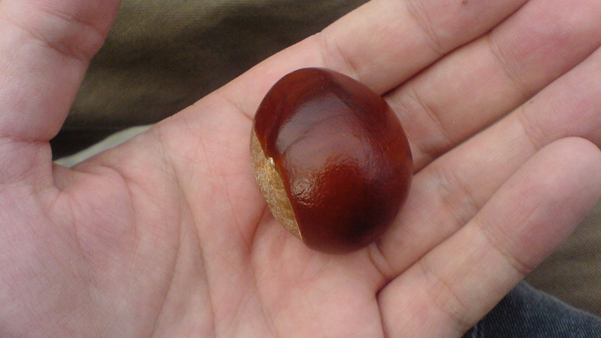 Eine Kastanie in einer Hand.