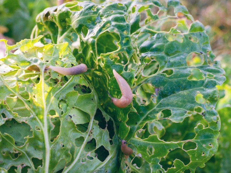 Schnecken im Garten ganz einfach mit einem „Opferbeet“ fernhalten