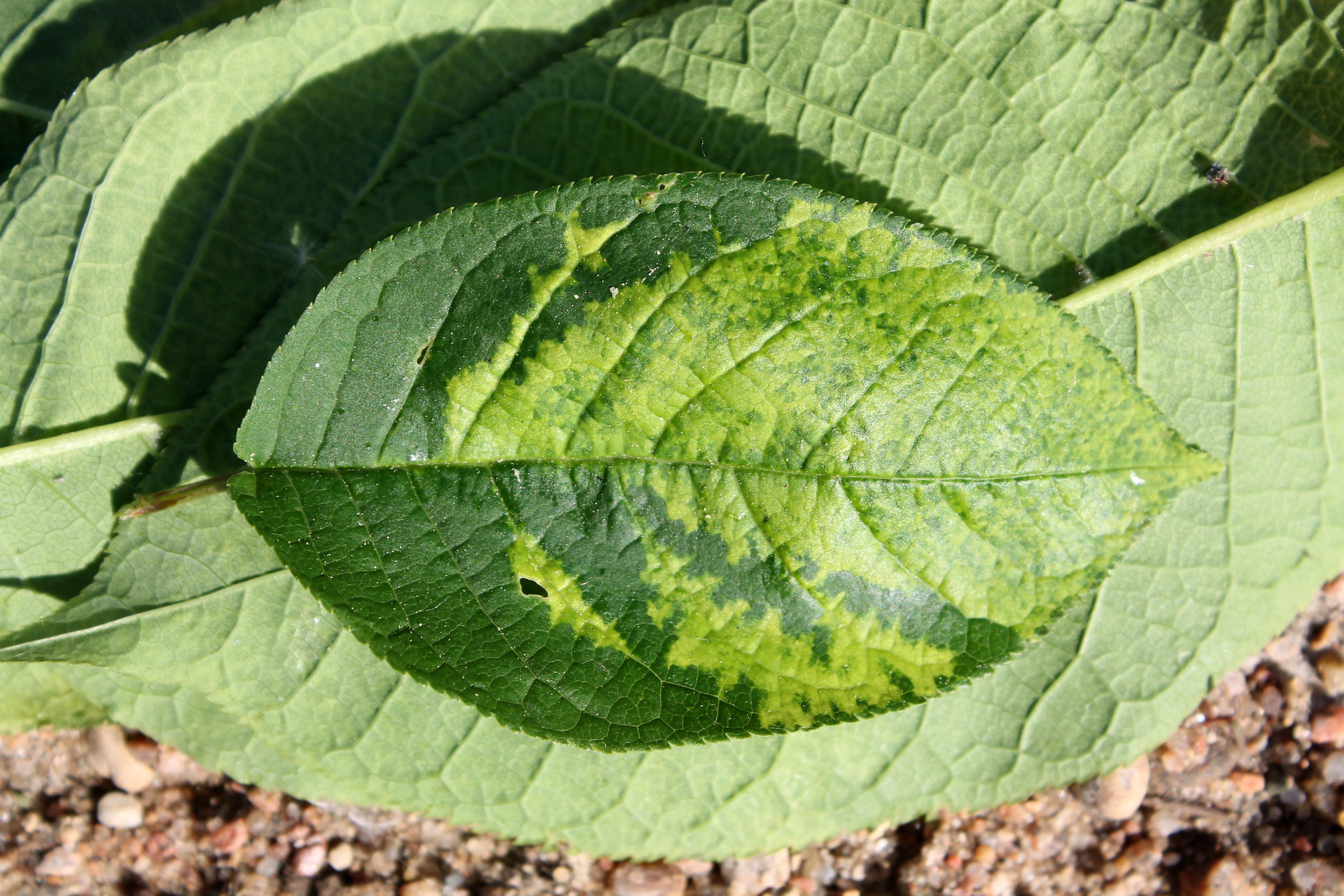 Das Blatt einer Pflanze, die unter der Scharka-Krankheit leidet.