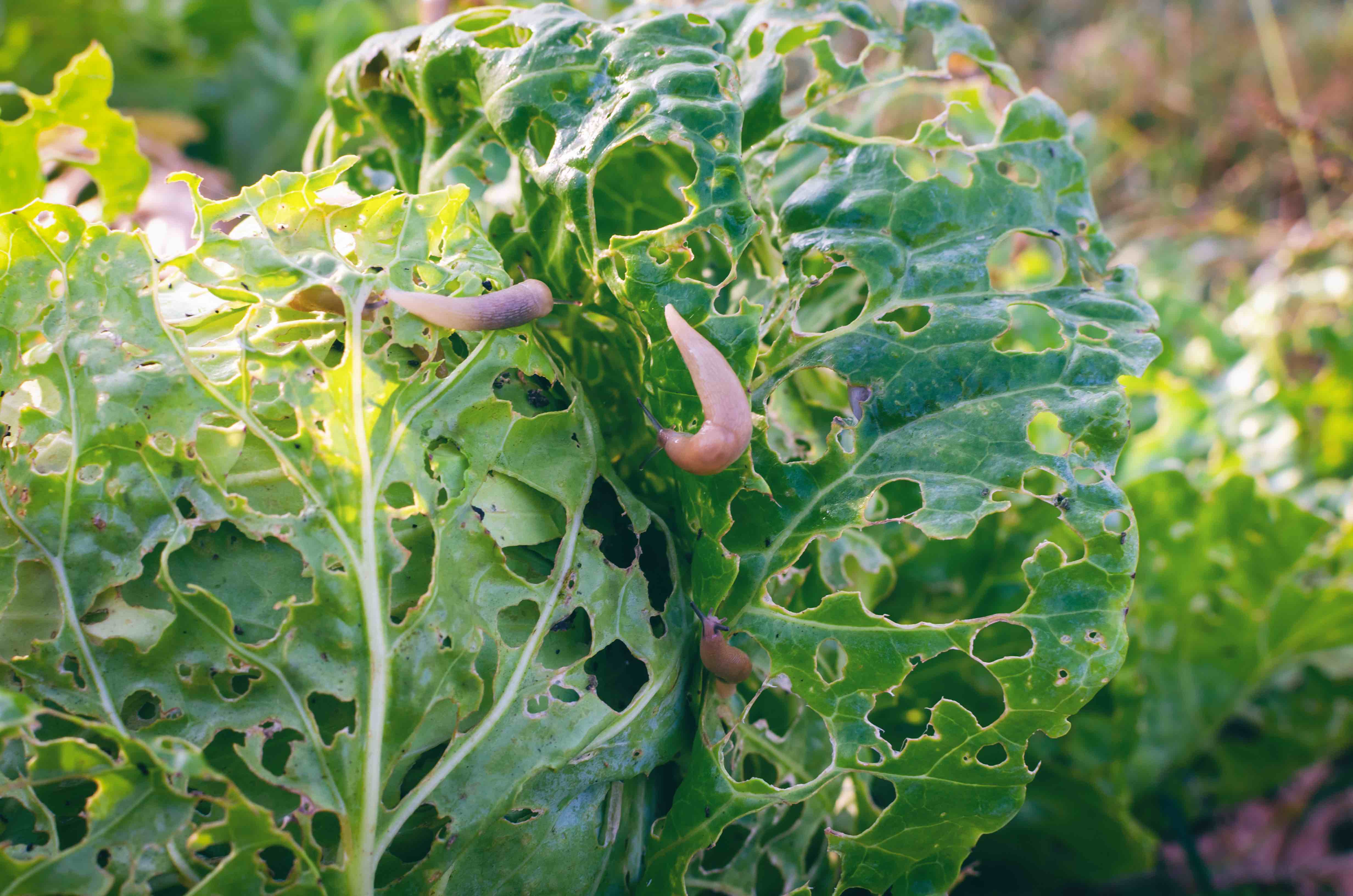 Opferbeet Schnecken fressen Garten kaputt.