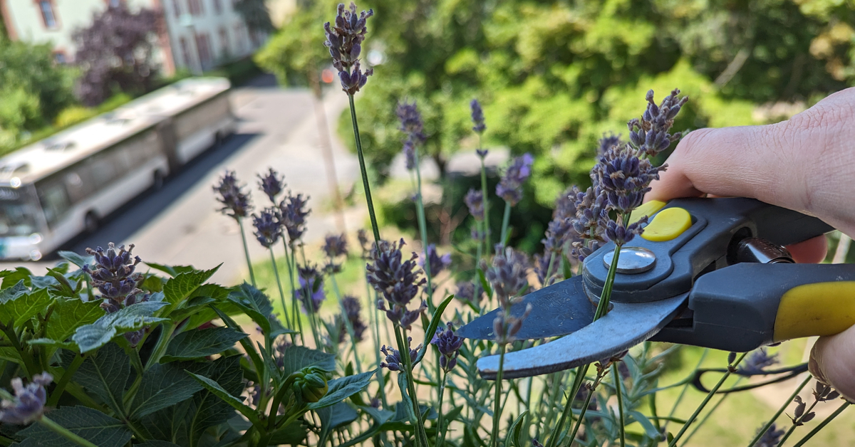 Ein kleiner Lavendelbusch wird mit der Gartenschere gestutzt.