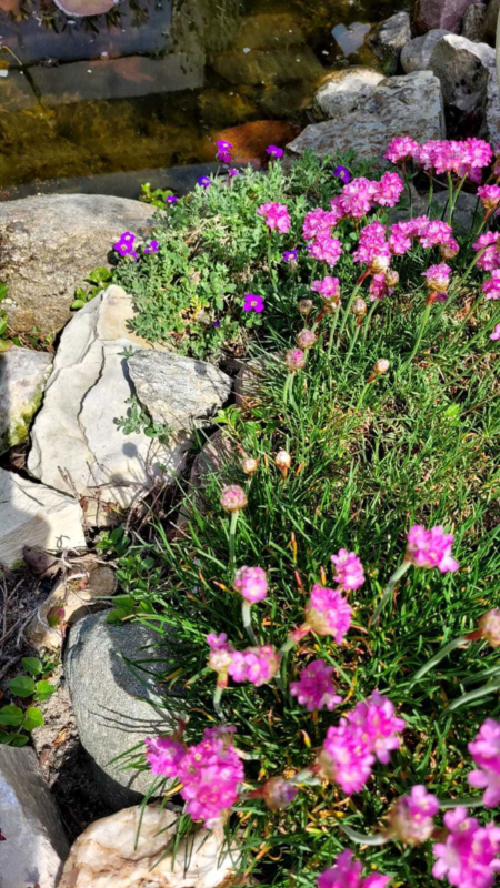 Steingarten anlegen und bepflanzen. Pflanzen in einem Steingarten.