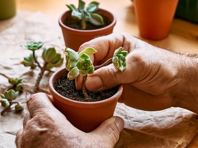 Sukkulenten pflegen: die besten 6 Tipps für deine Zimmerpflanzen.