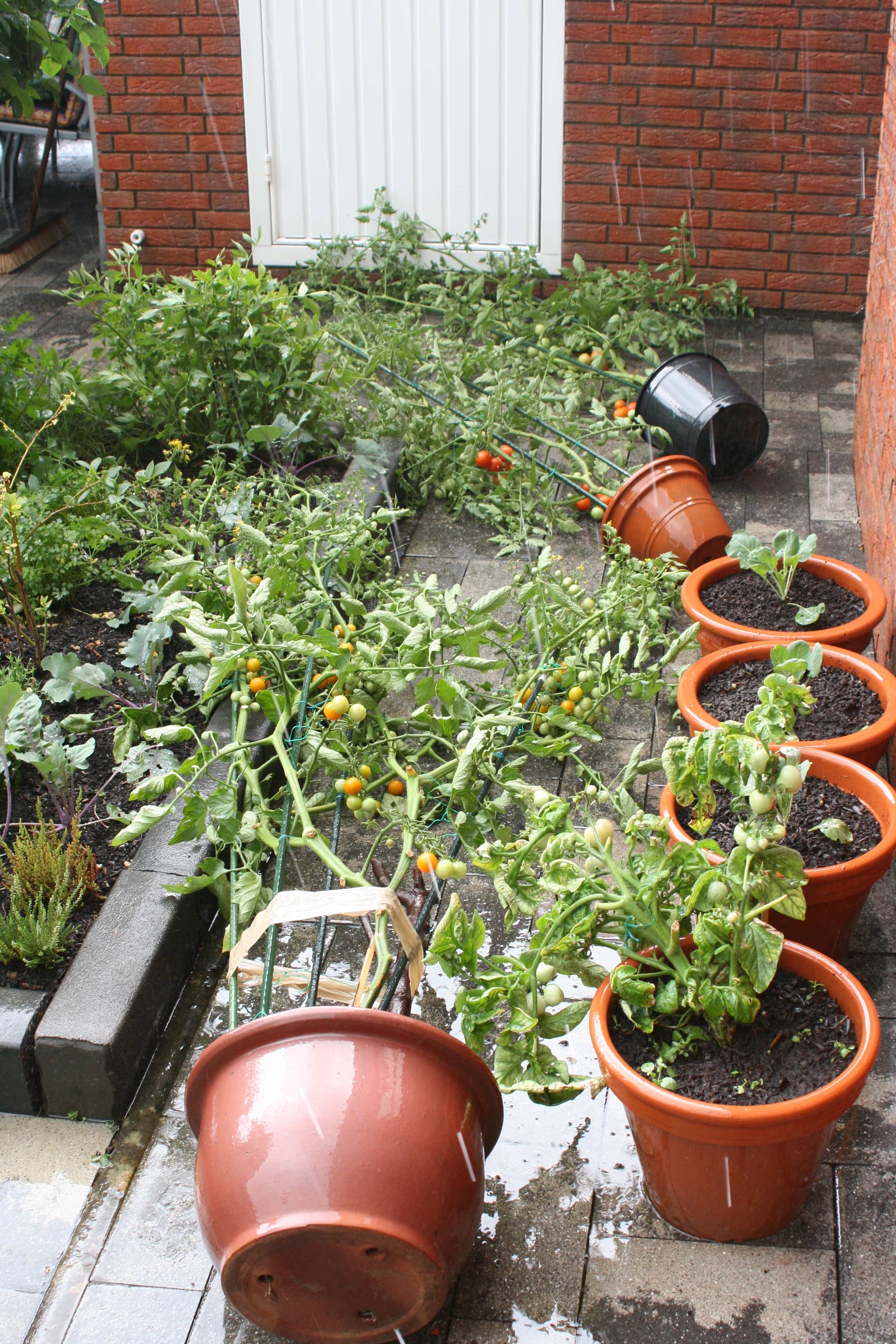 Eine Tomatenpflanze in einem braunen Kübel, die bei einem Unwetter umgefallen ist.