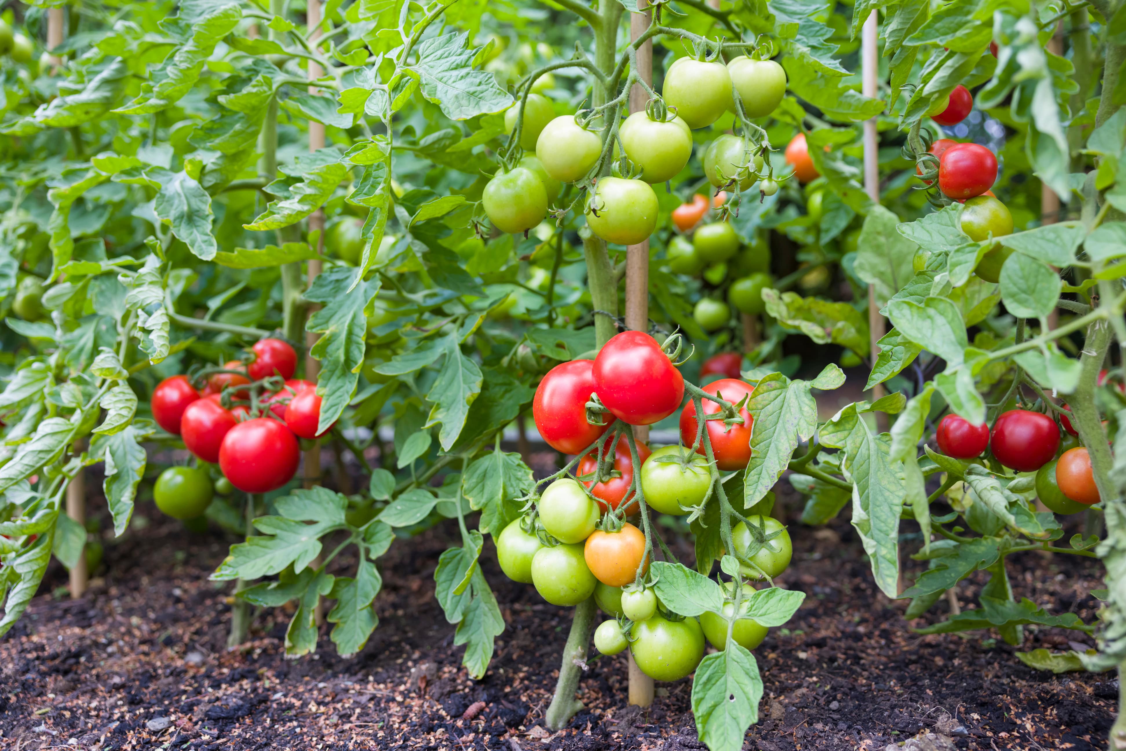 Tomatenpflanzen mit grünen und roten Tomaten