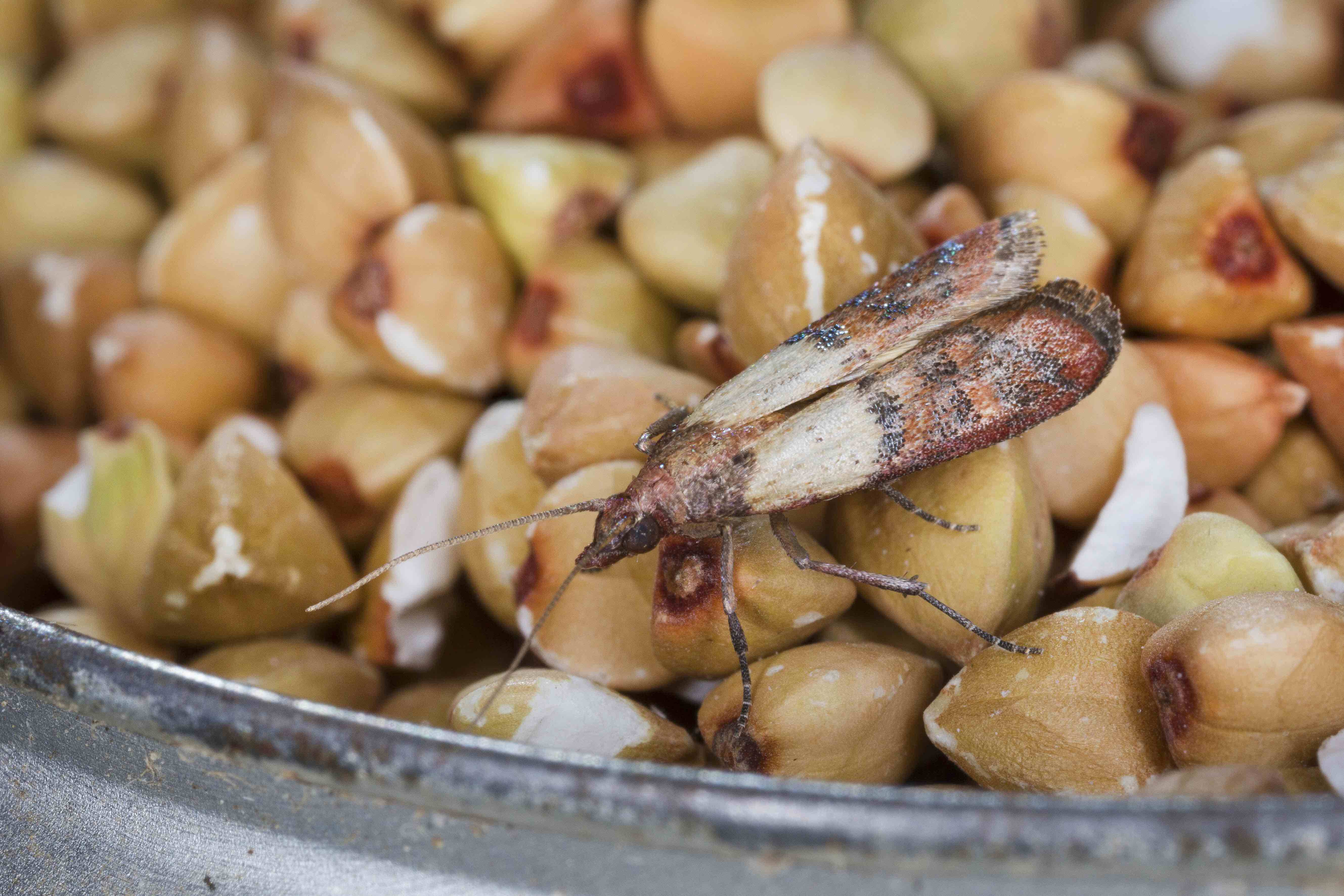 Was fressen Lebensmittelmotten? Eine Motte fÃ¤llt Ã¼ber NÃ¼sse und getrocknetes Obst her.