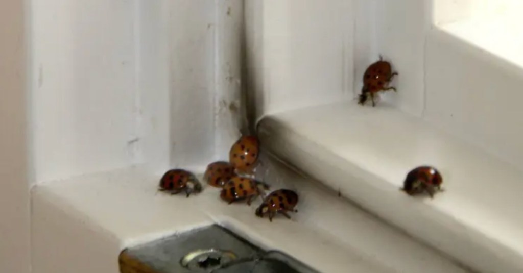Marienkäfer in der Wohnung