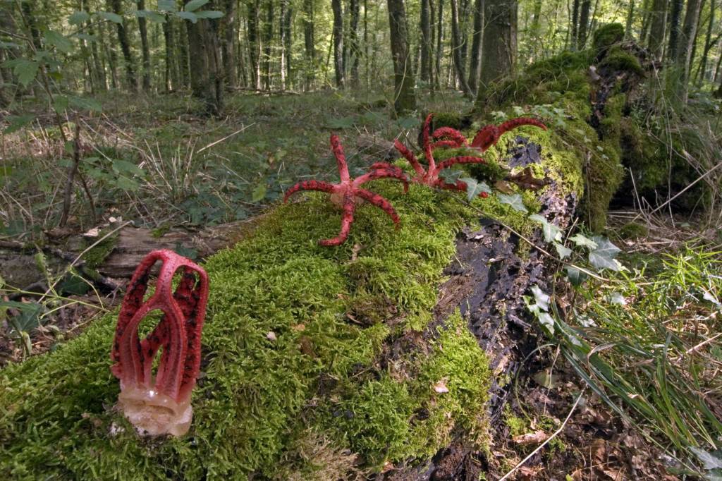 Tintenfischpilz: seltener Pilz breitet sich in deutschen Wäldern aus.