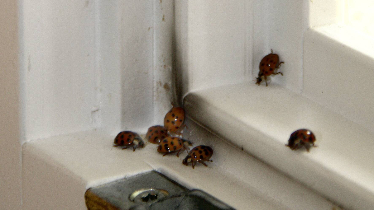 Marienkäfer unterhalb eines Fensters.