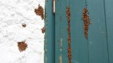 Asiatische Marienkäfer an einer Hauswand