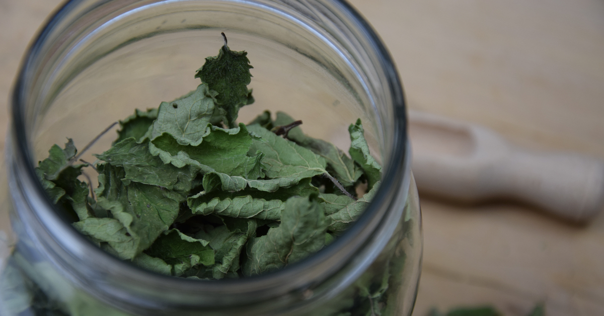 3 Zitronenmelisse-Rezepte: So kannst du die Blätter verwenden ...