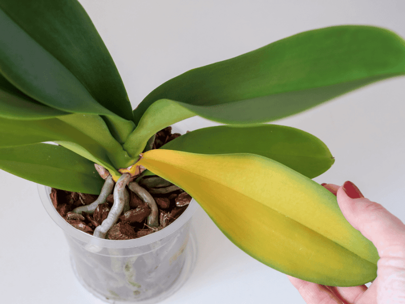 Irchideen mit Zimt behandeln, gelbes Orchideenblatt