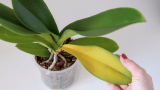 Irchideen mit Zimt behandeln, gelbes Orchideenblatt