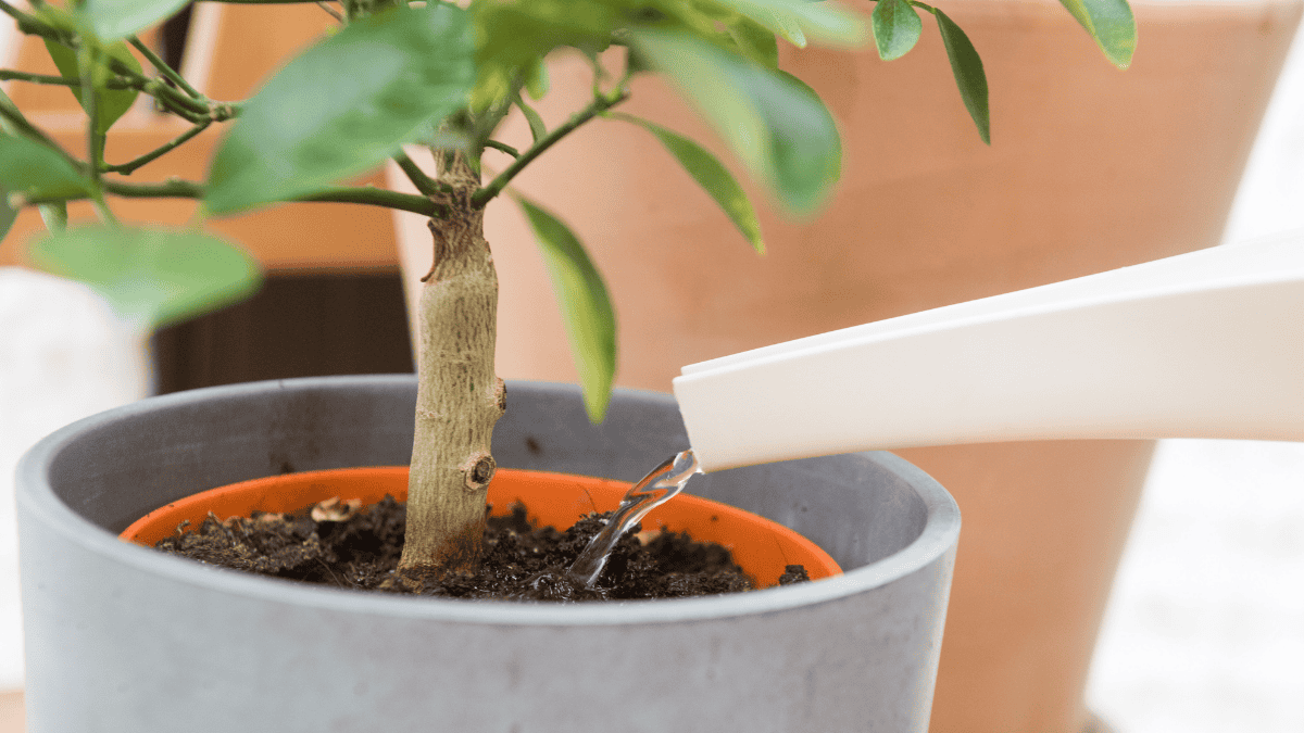 Pflanzen gießen, Ficus