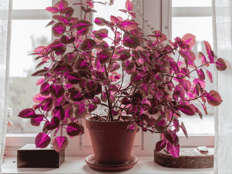 Auf einer Fensterbank steht eine bunte Zimmerpflanze mit pinken Blättern. Die Buntnessel ist äußerst