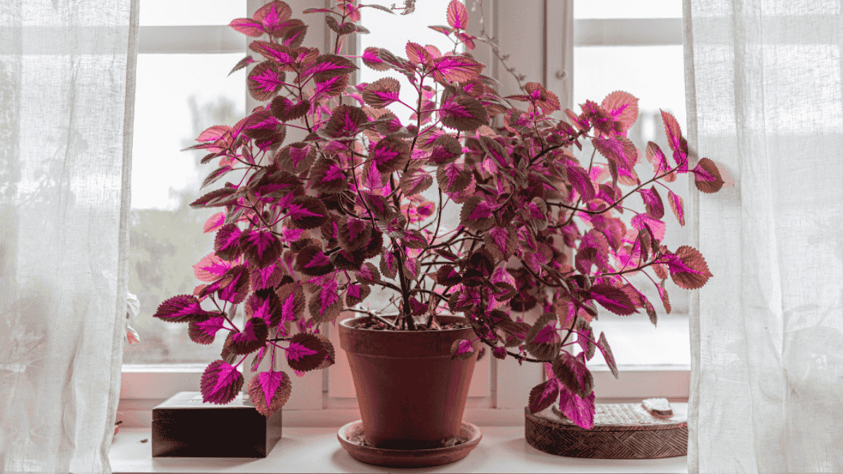 Auf einer Fensterbank steht eine bunte Zimmerpflanze mit pinken Blättern. Die Buntnessel ist äußerst